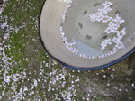20100417 001.jpg